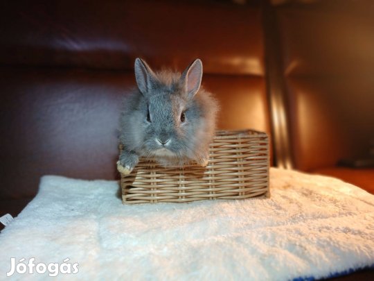 Oroszlánfejű törpenyúl / nyúl