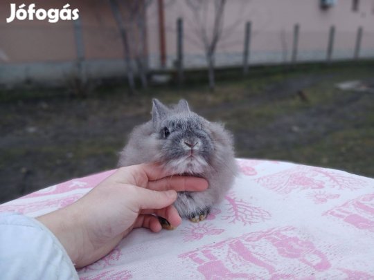 Oroszlánfejű törpenyúl / nyúl