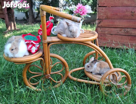 Oroszlánfejű törpenyúl nyuszi törpe nyúl