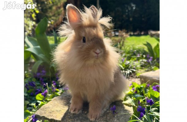 Oroszlánfejű törpenyúl törpenyuszi