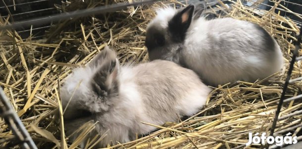 Oroszlánfejű törpenyúl törpenyuszik