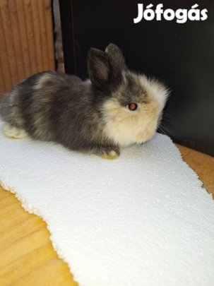 Oroszlánfejű törpenyuszi