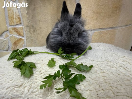 Oroszlánfejű törpenyuszi