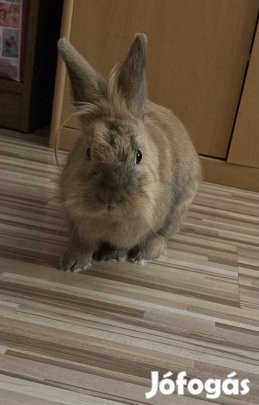 Oroszlánfejű törpenyuszi