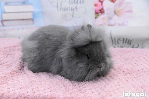 Oroszlánfejű törpenyuszi, törpenyúl tenyészetből