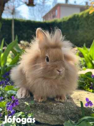 Oroszlánfejű törpenyuszi hosszúszőrű törpenyúl