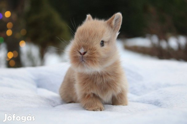 Oroszlánfejű törpenyuszi kölyök törpenyúl