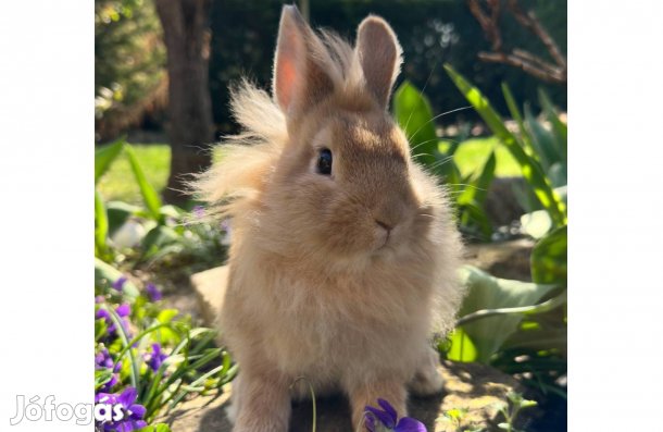 Oroszlánfejű törpenyuszi törpenyúl