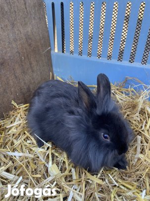 Oroszlánfejű törpenyuszik