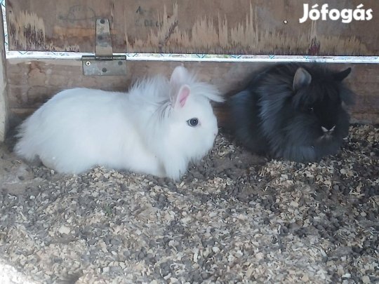 Oroszlánfejű törpenyuszik