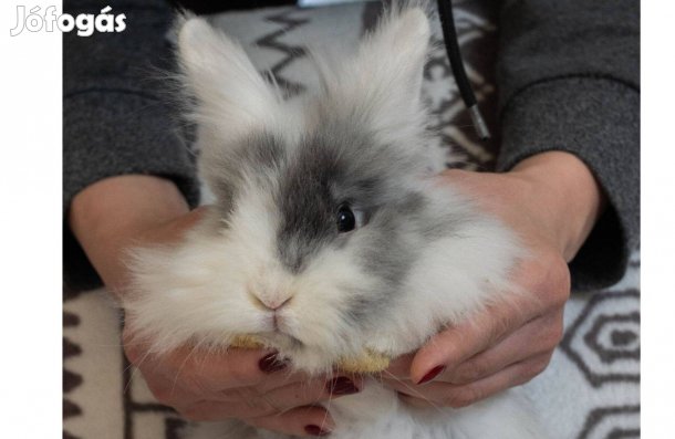 Oroszlánfejű törpenyuszik eladók