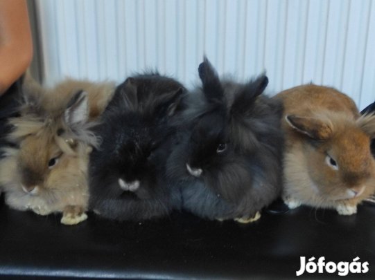 Oroszlánfejű törpenyuszik új gazdit keresnek