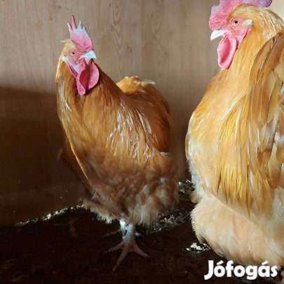 Orpington kakasok eladók