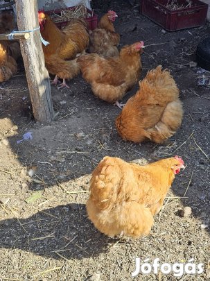 Orpington tojás 