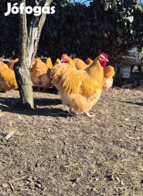 Orpington tojás eladó!