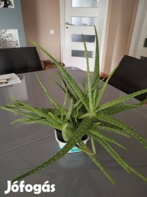 Orvosi Aloe Vera 
