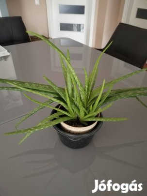 Orvosi Aloe Vera növény 