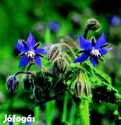 Orvosi Kék Borágó virág mag