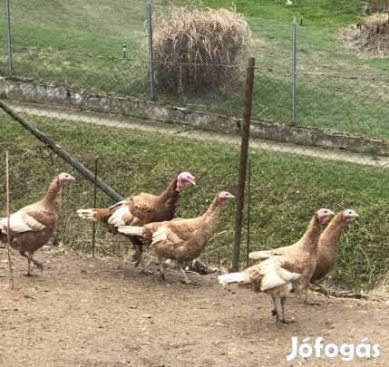 Őshonos Magyar Rézpulyka tojások eladók 