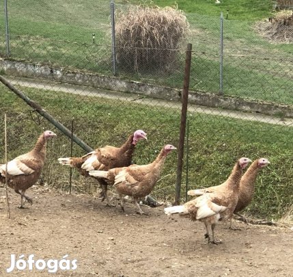 Őshonos Rézpulyka tojások !!
