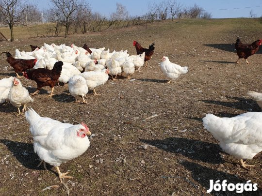 Őshonos fehér tyúkok!