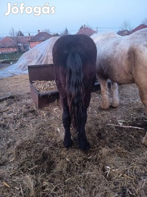 Őshonos fekete kancacsikó