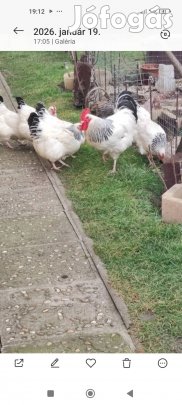 Őshonos fogoly színbe. itáliai fogoly színbe. Suss 