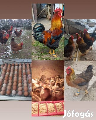 Őshonos fogolyszínű magyar tyúk tenyésztojás