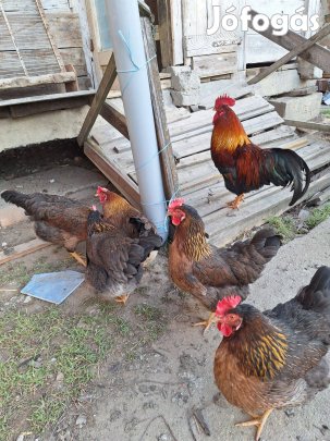 Őshonos fogolyszínű tojás