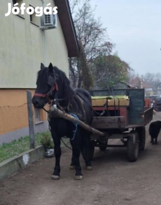 Öshonos hidegvérű csödörcsikó