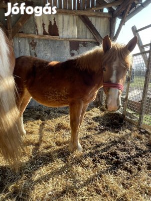 Őshonos hidegvérű kancacsiko eladó