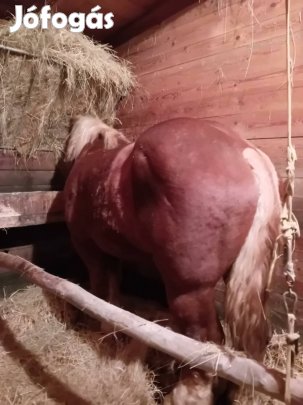 Őshonos hidegvérű ló