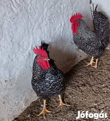 Őshonos kendermagos kakasok