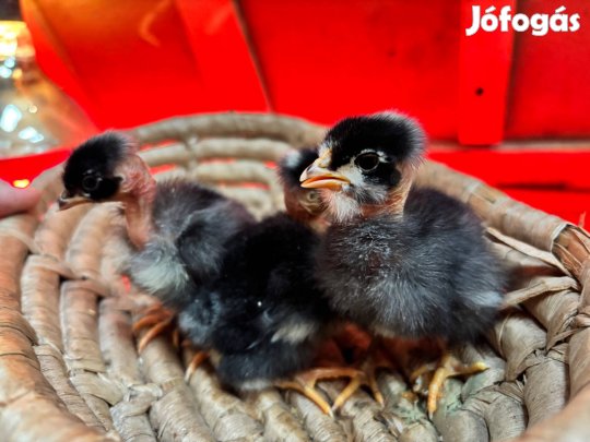 Őshonos kendermagos kopasznyakú napos csibe