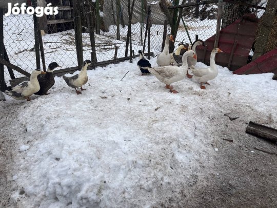 Őshonos magyarkacsa és liba eladó