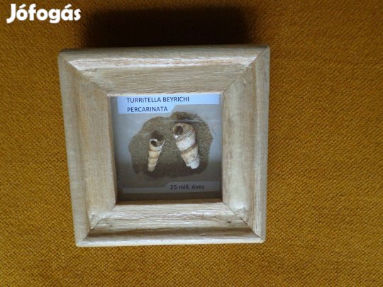 Ősi csigaházak keretben