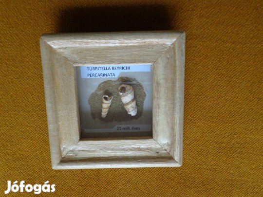 Ősi csigaházak keretben