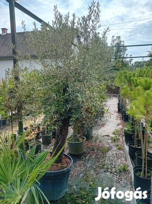 Őstörzses olajfák 