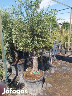 Őstőrzses olajfák 