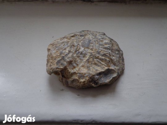 Ostrea-kagyló ösmaradvány