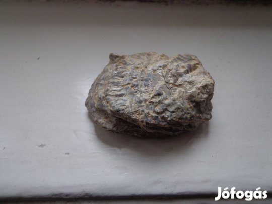 Ostrea-kagyló ösmaradvány