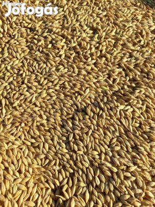 Őszi árpa Rákóczifalván