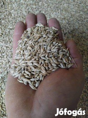 Őszi árpa eladó