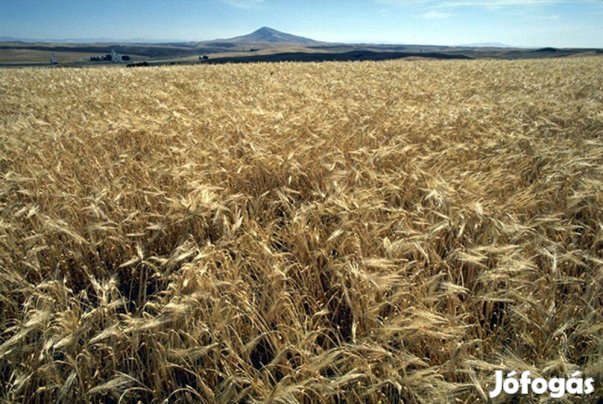 Őszi árpa eladó ,Füzesabony, Heves megye