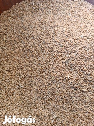 Őszi búza eladó