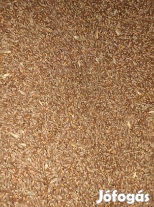Őszi búza eladó!