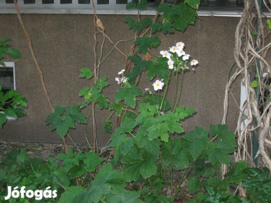 Őszi szellőrózsa eladó !