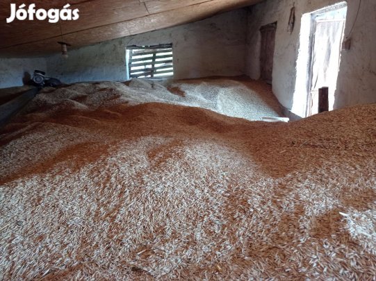 Őszi zab eladó
