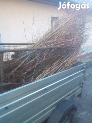 Őszibarack fa csemeték eladók