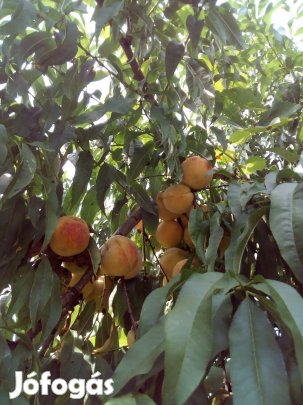 Őszibarack fa csemeték eladók